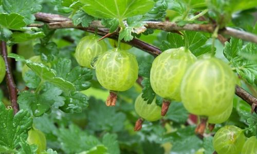 Gooseberries small Condensed Gooseberry amalaki